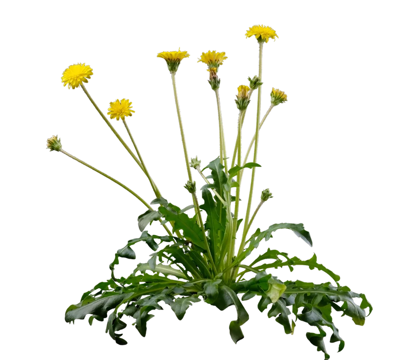 A dandelion plant in flower