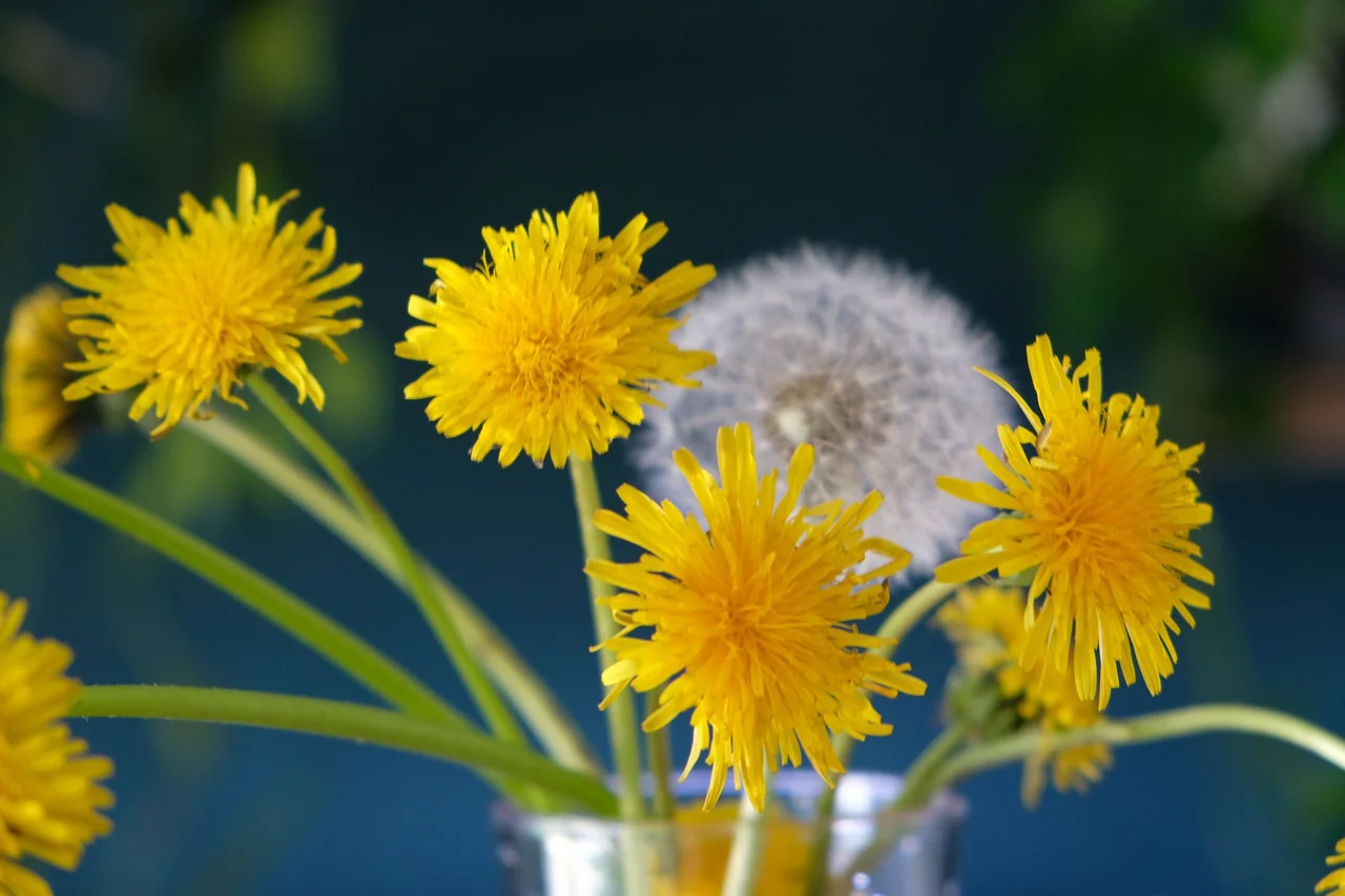 Yellow dandelion flowers and a seed head in a glass