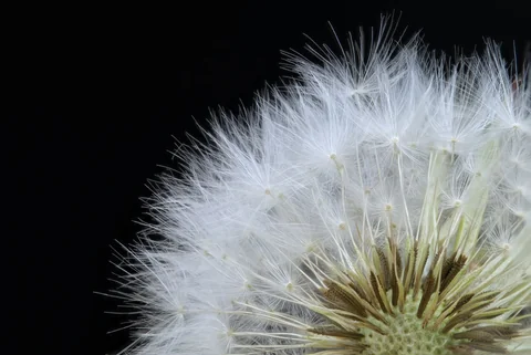 A dandelion seed head against a black background
