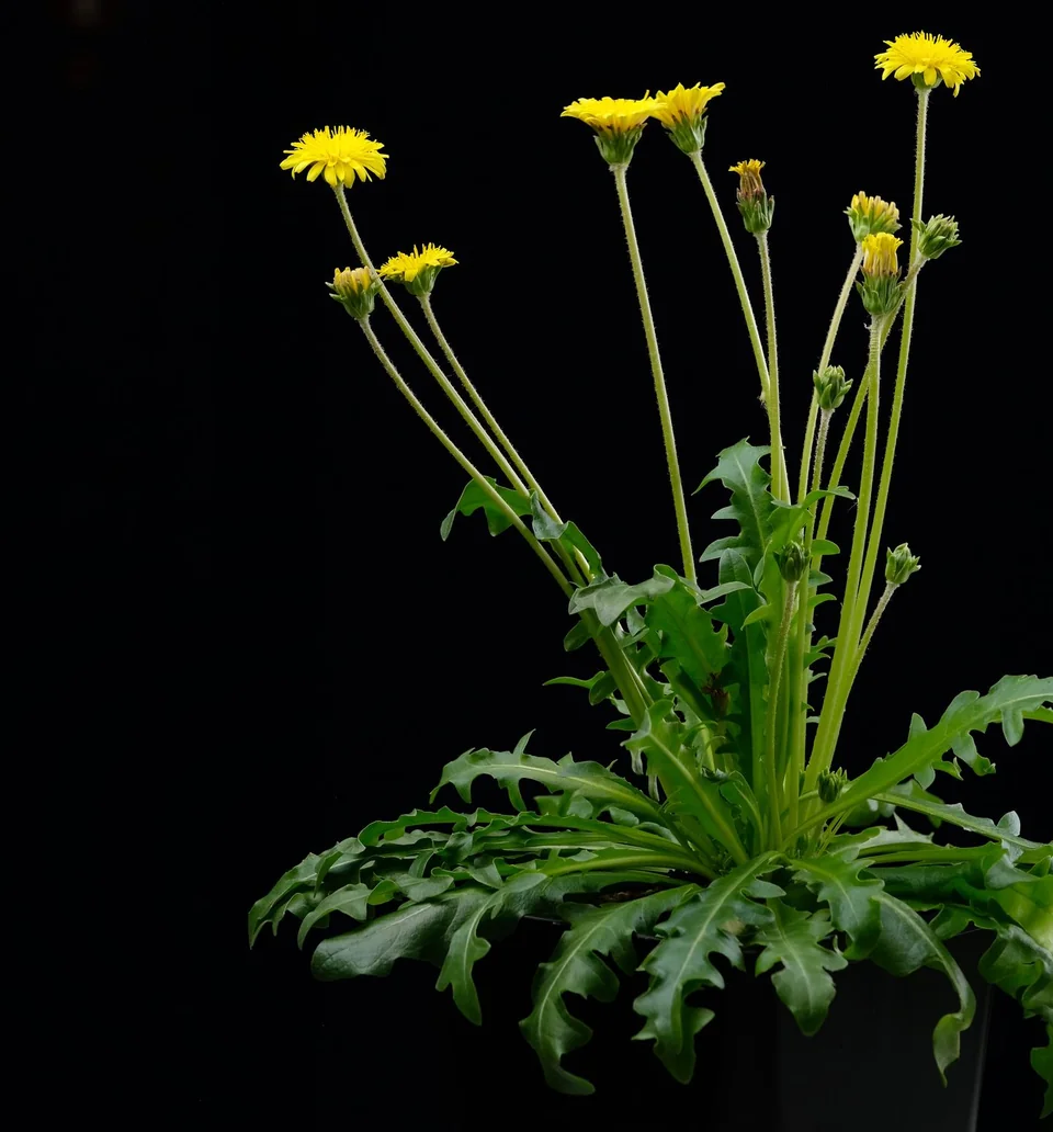 A flowering dandelion plant against a black background