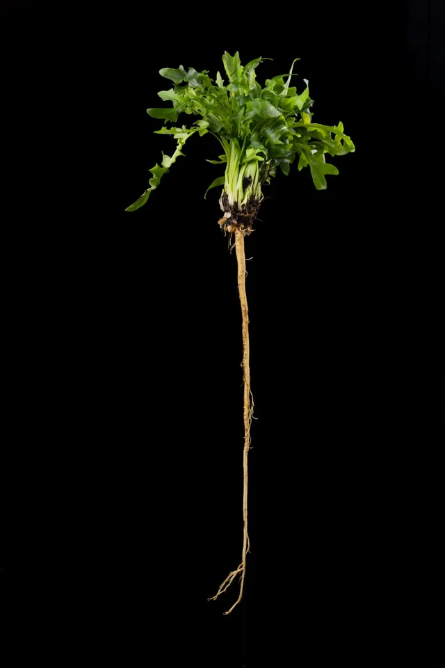 A dandelion with a long, thick taproot