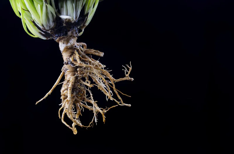 The fibrous, heavily branched root of a wild dandelion