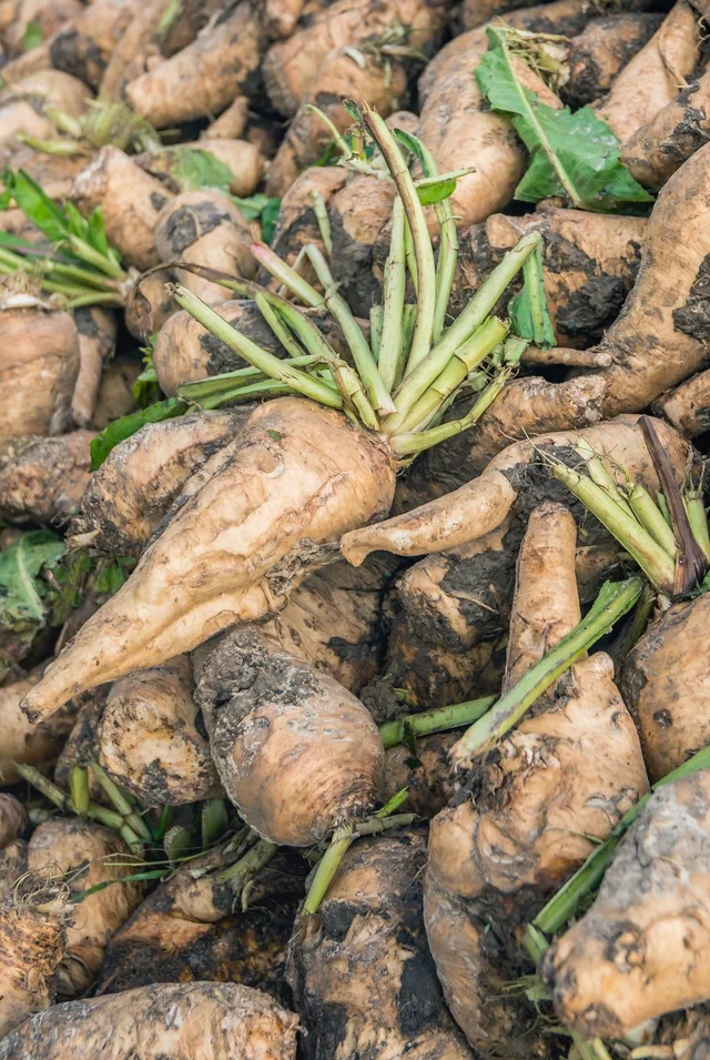 A pile of freshly harvested chicory roots
