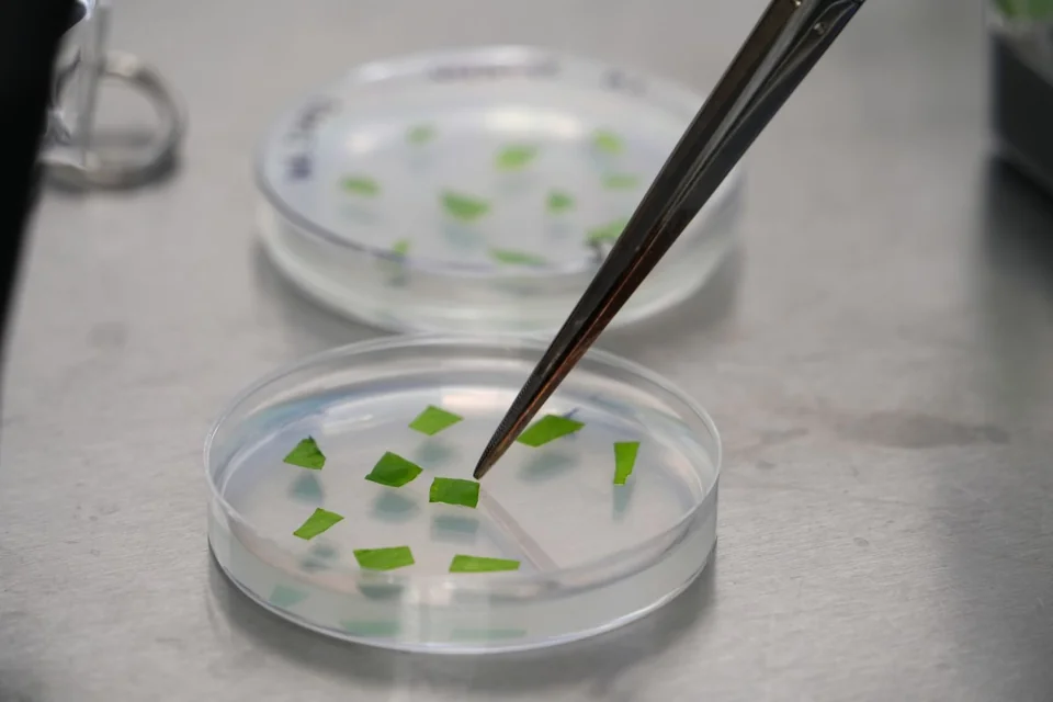 Tweezers placing leaf pieces on petri dishes in a lab