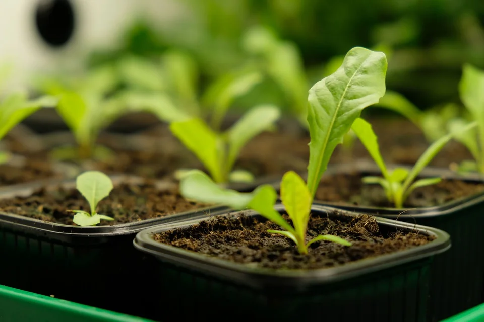 Young dandelion seedlings growing in trays
