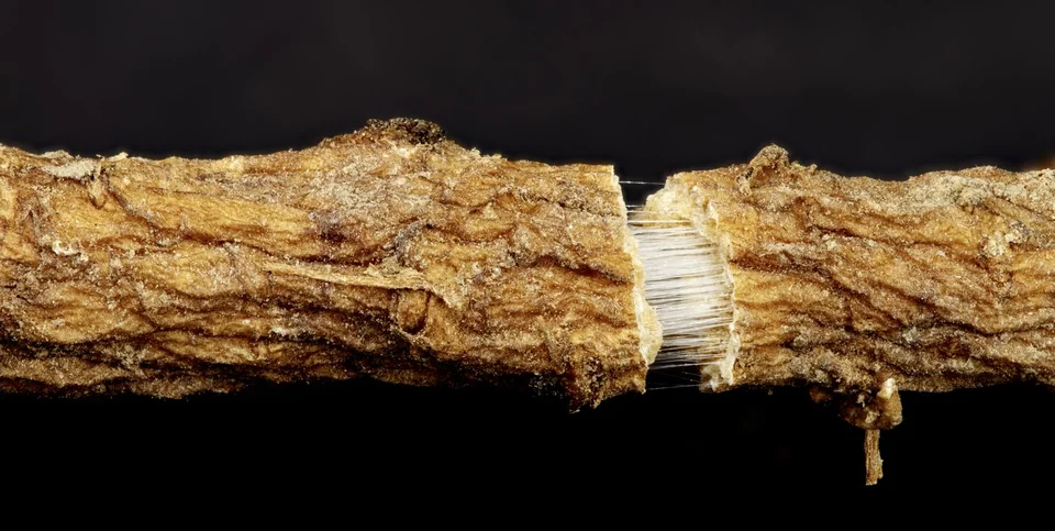 A broken dandelion root with strands of natural rubber between the halves