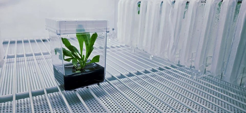 A young dandelion plant in a clear culture box in a growth chamber